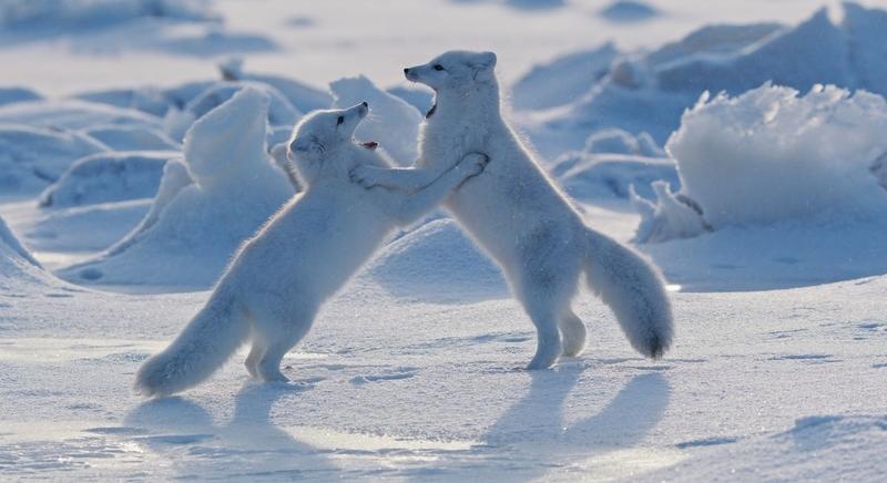 Emlősök – új Attenborough-sorozat premierben a közmédia csatornáin