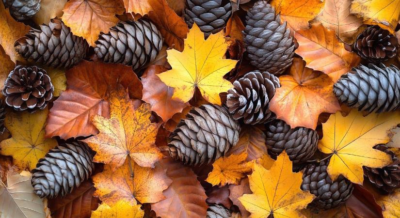 Téli dekorációk egyenesen a kertből – természetes szépség vegyszerek nélkül