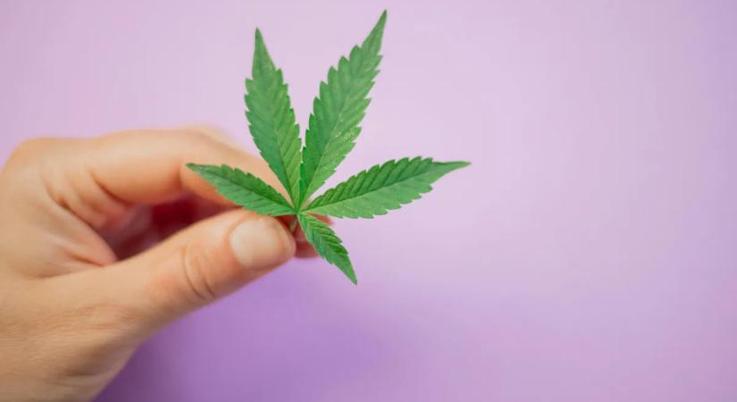 Mégsem hozza, amit ígér? Meglepő eredmények az orvosi kannabiszról