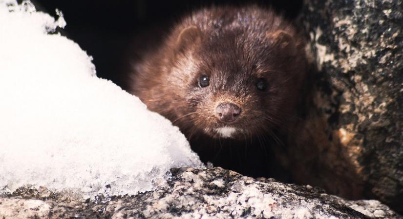 Úgy tűnik, új csúcsragadozó telepedett meg Magyarországon, nagyon kellemetlen
