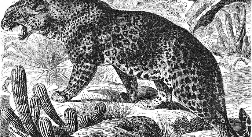 Őskori nyomozás, melynek gyanúsítottja egy leopárd