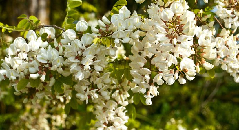 Veszélyes növény terjed Magyarországon: próbálják elpusztítani