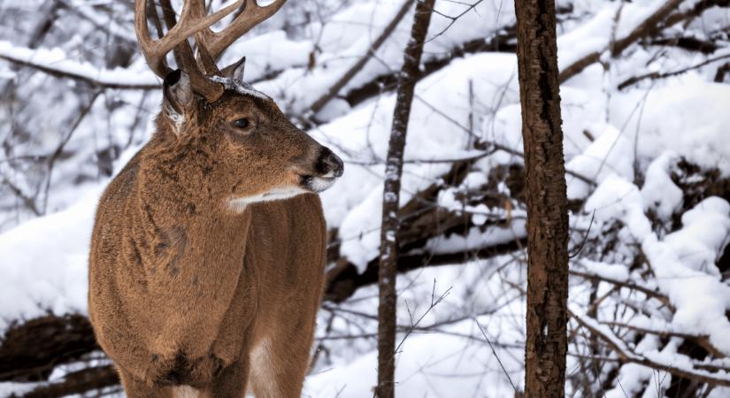 Télen a vad is másként mozog – ezért nőnek a balesetek