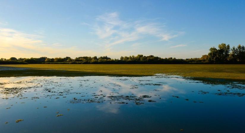 Csak halakat menteni érkeztek a Tisza-tóra – jött a meglepetés, amikor átnézték a fogást