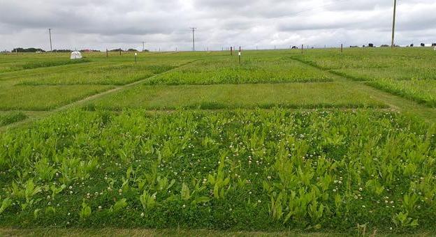 Nemcsak környezetbarát, de gazdaságos is az új csodagyep