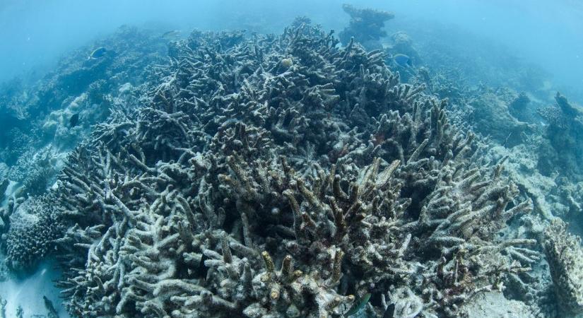 Kihalófélben a Karib-tenger koralljai – Elképesztő számok