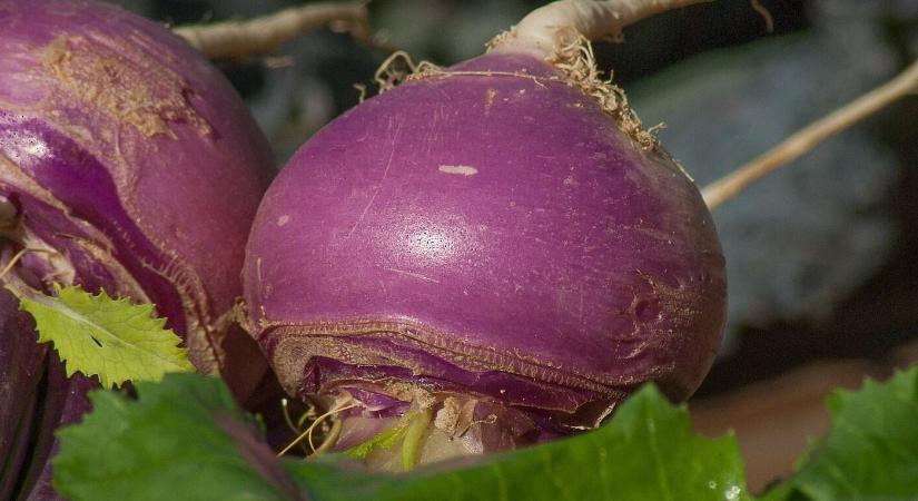 A régi idők superfoodja: a kerékrépa nagy visszatérése