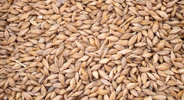 Túl sok az árpa, jövőre már csak ennyit adnának érte