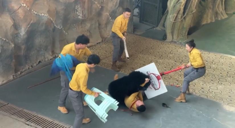 Videón, ahogy a látogatók előtt támadt rá egy medve az idomárra