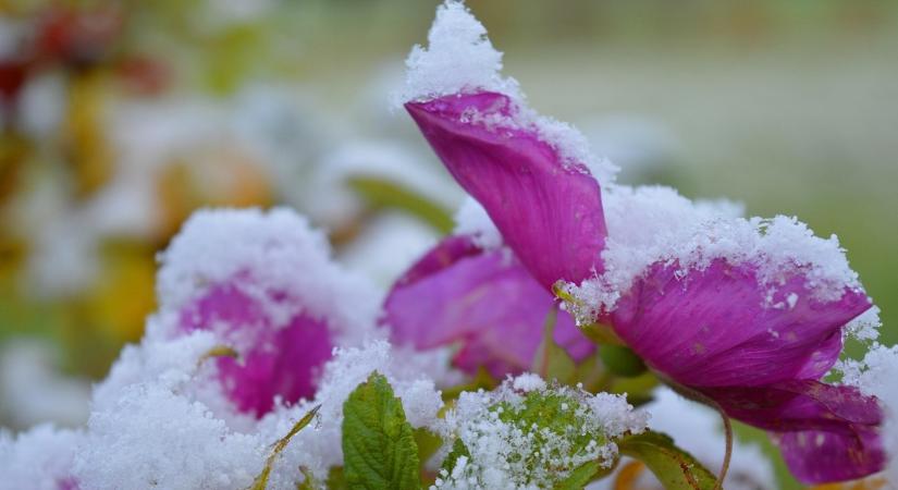 A 10 perces esti rutin, ami tényleg megmenti a kertet
