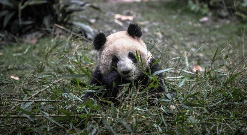 Búcsút kell vennie nagy kedvenceitől Japánnak