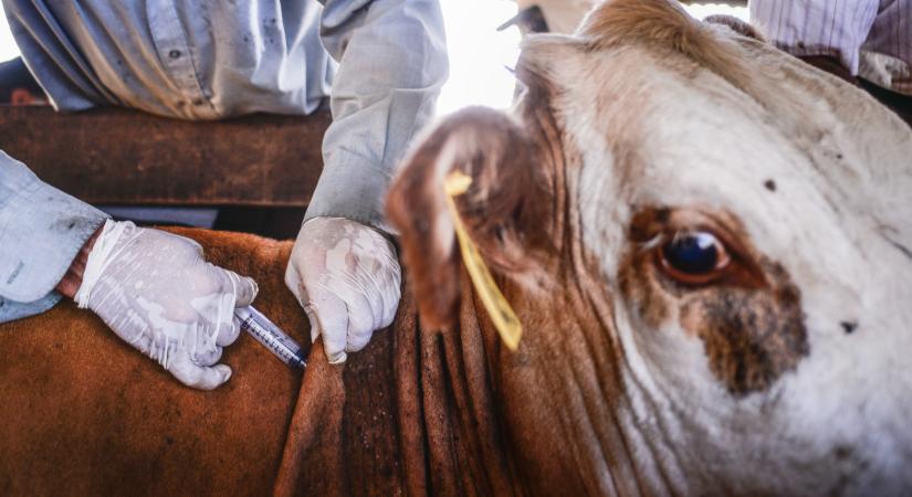 1,5 millió marha pusztulhat el a vírus miatt: tiltakoznak a gazdák