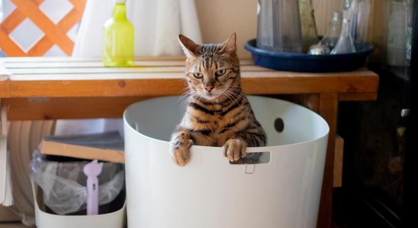 Amelyik macska jelölget, az stresszes? Ezt derítették ki róluk