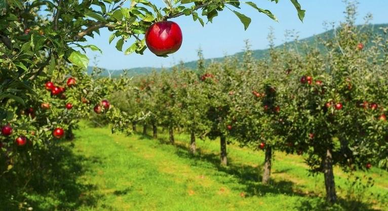 Mi történik az almával? Mennyibe kerül most egy kiló?