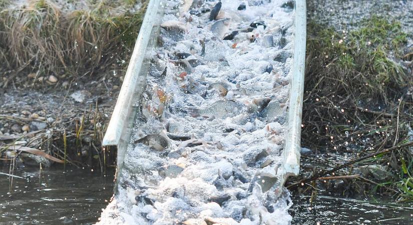 Borzasztó helyzet a halgazdaságokban, a piac háromnegyedét külföldről látják el