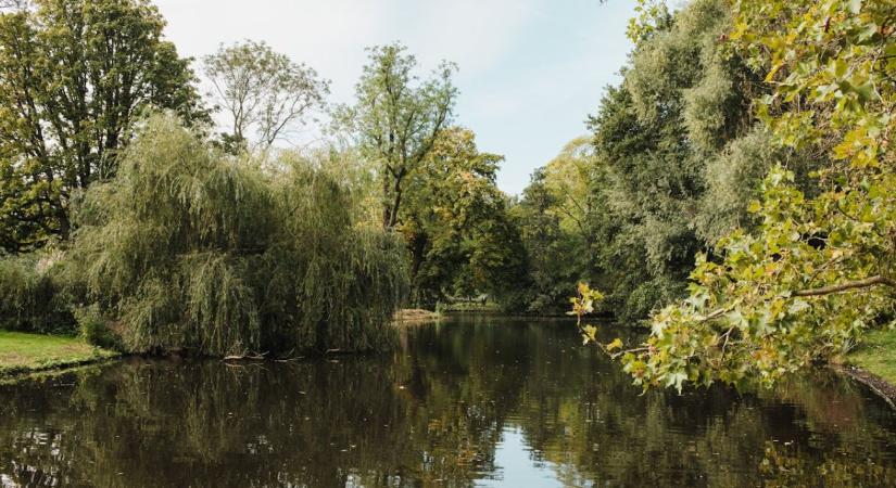Otthon is elkezdheted: esőkert, holtfasövény és más jó gyakorlatok