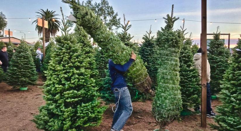 NAK: minden fenyőfajból bőséges kínállattal várják a vásárlókat a hazai termelők