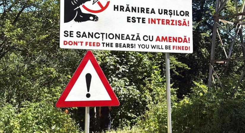 RMDSZ: Igazunk volt! – Törvénytervezet a medve kilövési kvóta megduplázásáról (VIDEÓ)