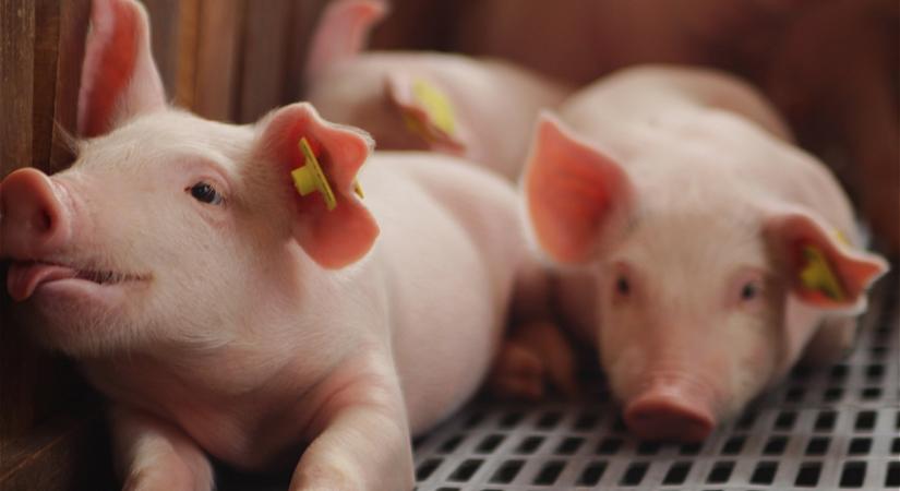 A malacfarokkurtítás a múlté – van jobb megoldás!