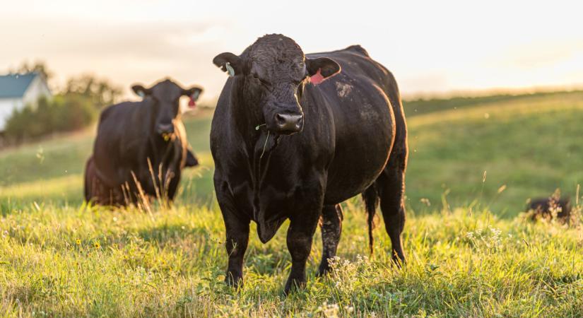 Milliárdokat osztanak szét a magyarok között: nekik jár a pénzből