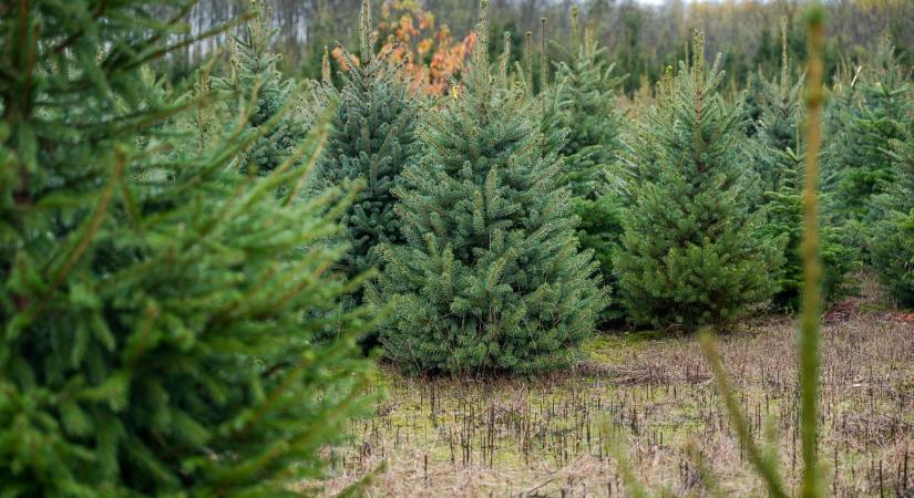 Milliók vesznek hazai fenyőfát, de vajon melyik a favorit idén?