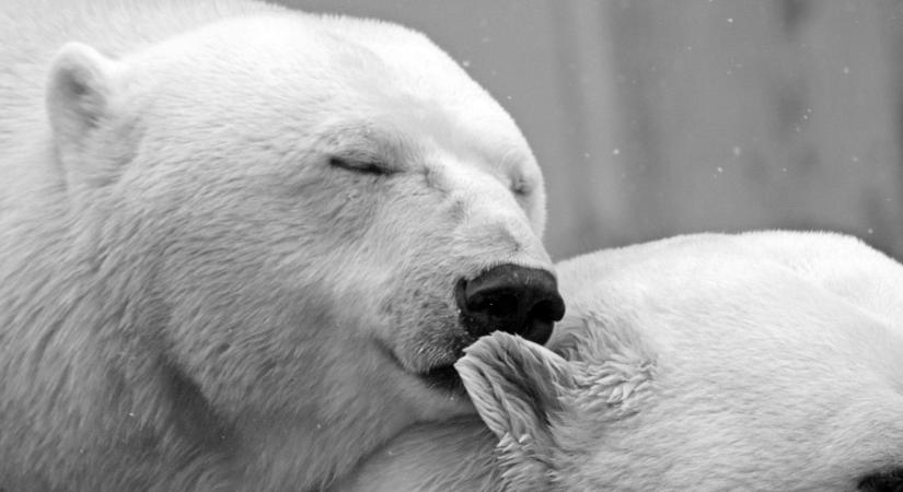 Pingvinek, jegesmedvék és a piros hó titka: fagyos kalandok várják a kicsiket Debrecenben