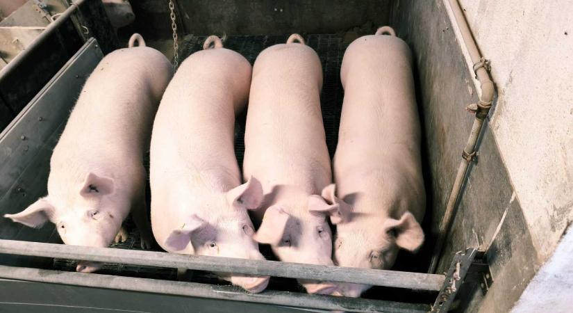 Ezért szorított ki más fajtákat a székely gazdák körében is kedvelt nagyfehér sertés