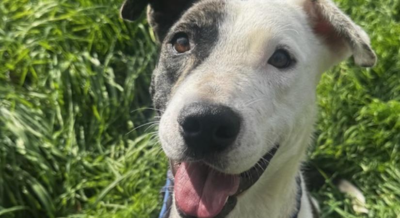 Gazdikereső: Oberon, a csodakutya