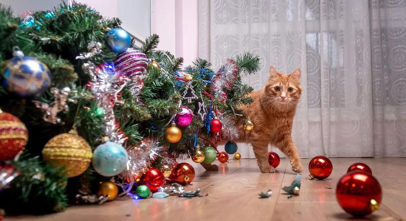 Macskák a karácsonyfa ellen – ilyen vicces videókat még nem látott