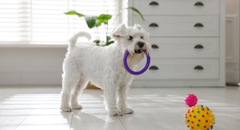 Itt a válasz, hogy miért rejtegeti a kutya az ételt és a játékait