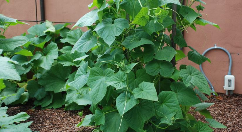 Földcsere nélkül frissíthető ágyások – a talajforgatás alternatívái