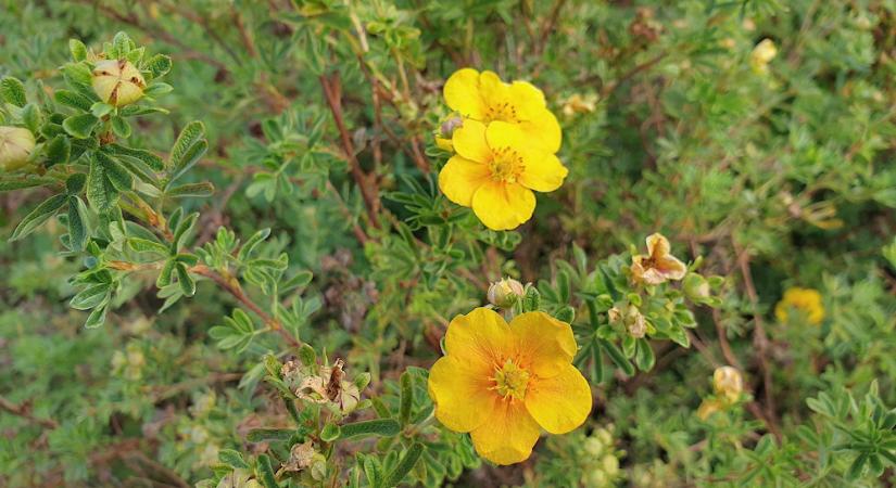 Cserjés pimpó – a kert vidám, strapabíró színmestere