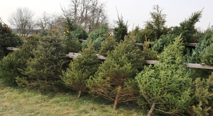 Egyre több magyar vesz ilyen fenyőfát karácsonyra: ezért ilyen népszerű