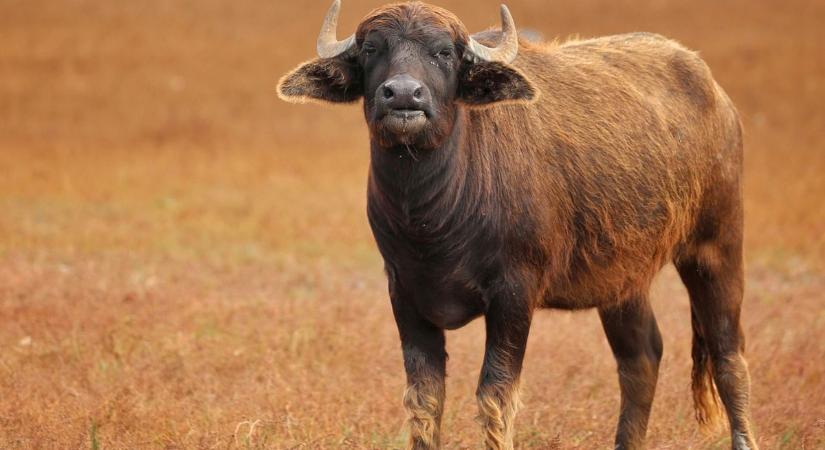 Egy újabb adag Baranya legjavából: a nap képén a répáért viaskodó ürgék (GALÉRIA)