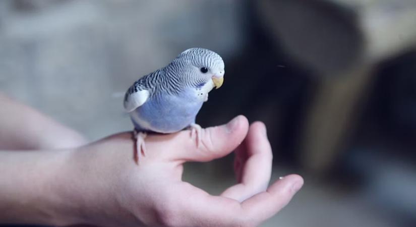 Madárkarácsony: hogyan próbálja meg a hullámos papagáj elcsenni az ünnepi csillogást?