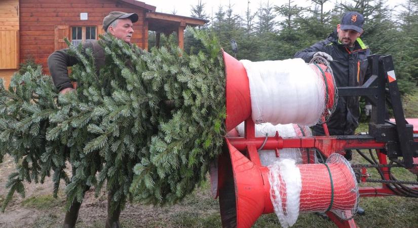Minden városba megérkeztek a fenyőfák – kiderült, a mű- vagy az élő fenyő a környezetbarátabb választás
