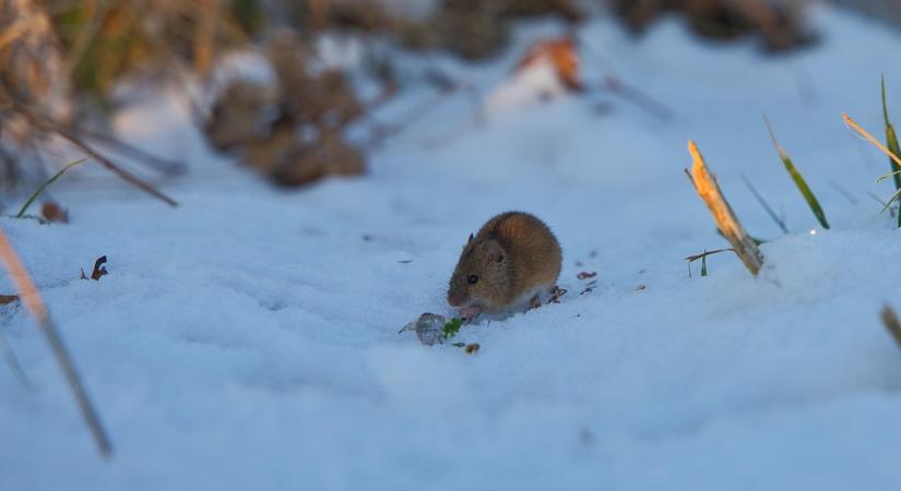 5 hiba, ami miatt biztosan beköltöznek télen a rágcsálók a kertbe