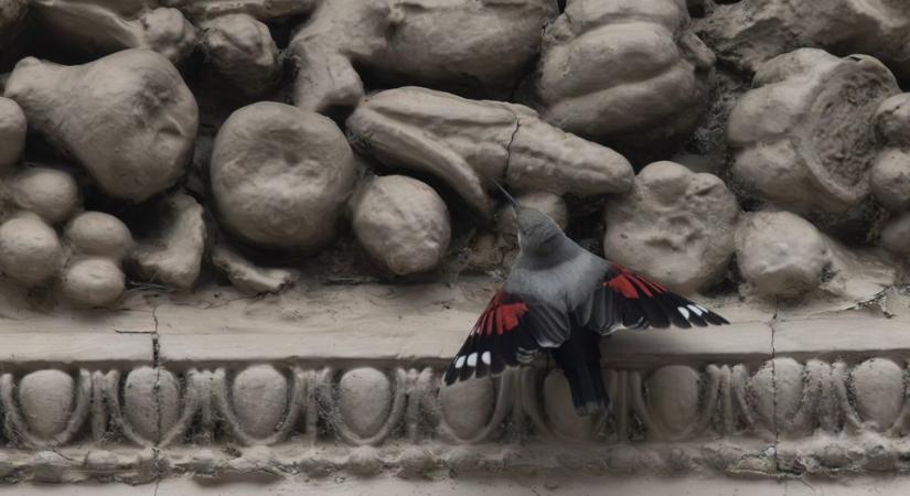 Ritka madár bukkant fel a belvárosban