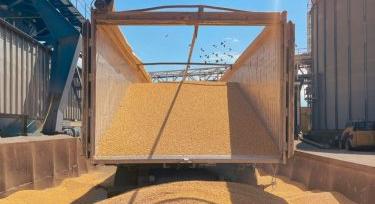 Ismét rekordot írhat a kazah búzaexport