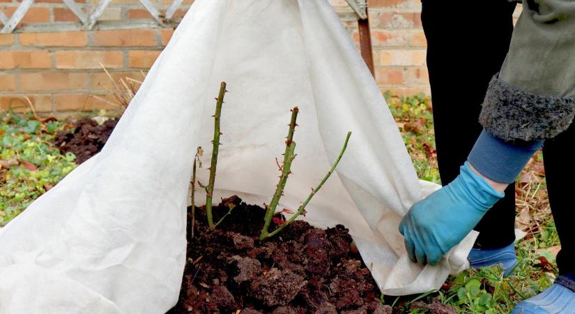 Rózsák téli takarása – a hibák, amik decemberben még javíthatók