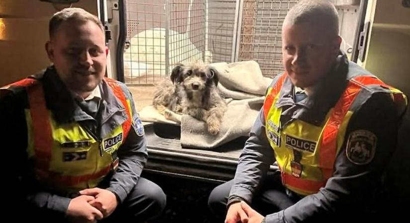 Két nagy fogás közt törött lábú kiskutyát mentettek a hajdú-bihari zsaruk