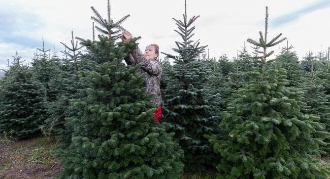 Lehet válogatni, bőséges lesz a kínálat fenyőkből
