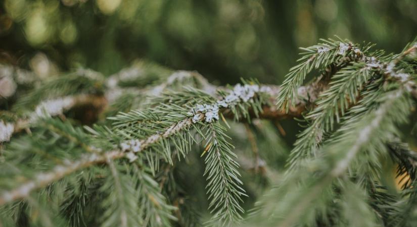 Ma már a magyar fenyőfa uralja az ünnepi piacot