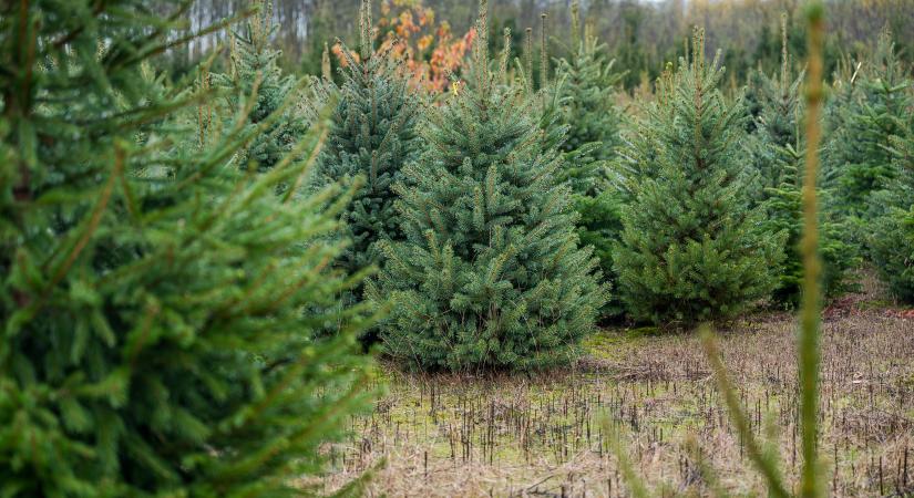 Ha friss fenyőt szeretne, keresse a magyar termelésűt
