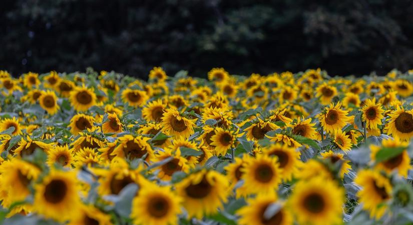 Visszaesett a napraforgó és a repce vetőmag ára