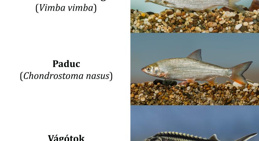 Melyik legyen az év hala? Ön is szavazhat