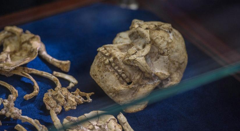 Eddig nem ismert emberfélének azonosították ausztrál kutatók a Little Foot néven híressé vált dél-afrikai hominidát
