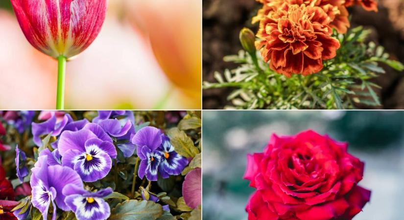 Személyiségteszt: sokat elárul, hogy melyik virág tetszik önnek a legjobban