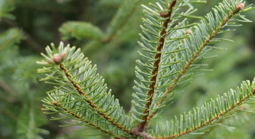 Ha fenyőfát vásárolsz, erre figyelj!