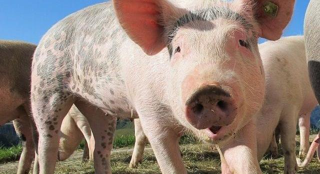 K&H: jelentős áresés a sertéspiacon